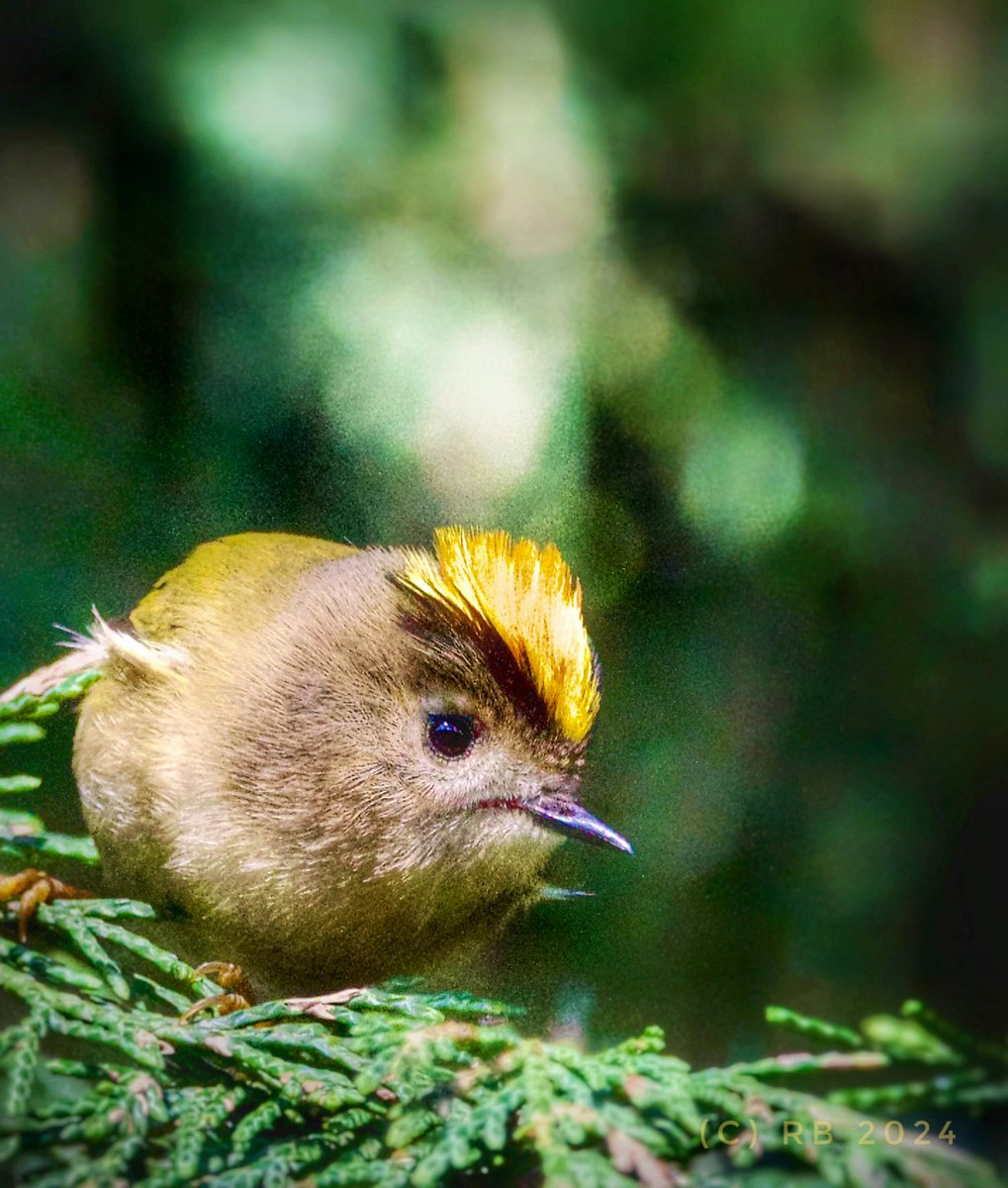 Love was in air at Finsbury Park today, with amorous Goldcrests chasing each other around the Leylandii. Here's one, showing the world exactly how he got his name <a href="/FinsParkFriends/">Friends of Finsbury Park</a> <a href="/LizIxer/">Liz Ixer</a> <a href="/LondonBirdClub/">London Bird Club</a> <a href="/ThePhotoHour/">#ThePhotoHour</a> #londonbirds