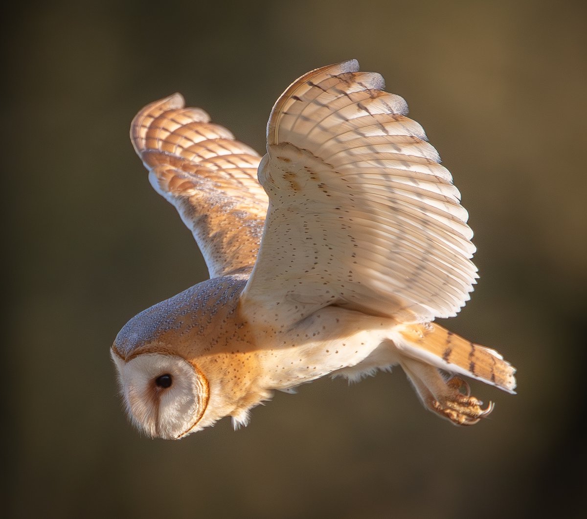 Paul Dibben (@yogibear60) on Twitter photo A Stunning Barn Owl in the Golden Hour yesterday, in Somerset.<a href="/SWNS/">SWNS.com</a> <a href="/DeanMurraySWNS/">Dean Murray</a> <a href="/SomersetWT/">Somerset Wildlife Trust</a> <a href="/HawkandOwlTrust/">Dorset&S.SomersetGrp</a> A Stunning Barn Owl in the Golden Hour yesterday, in Somerset.<a href="/SWNS/">SWNS.com</a> <a href="/DeanMurraySWNS/">Dean Murray</a> <a href="/SomersetWT/">Somerset Wildlife Trust</a> <a href="/HawkandOwlTrust/">Dorset&S.SomersetGrp</a>