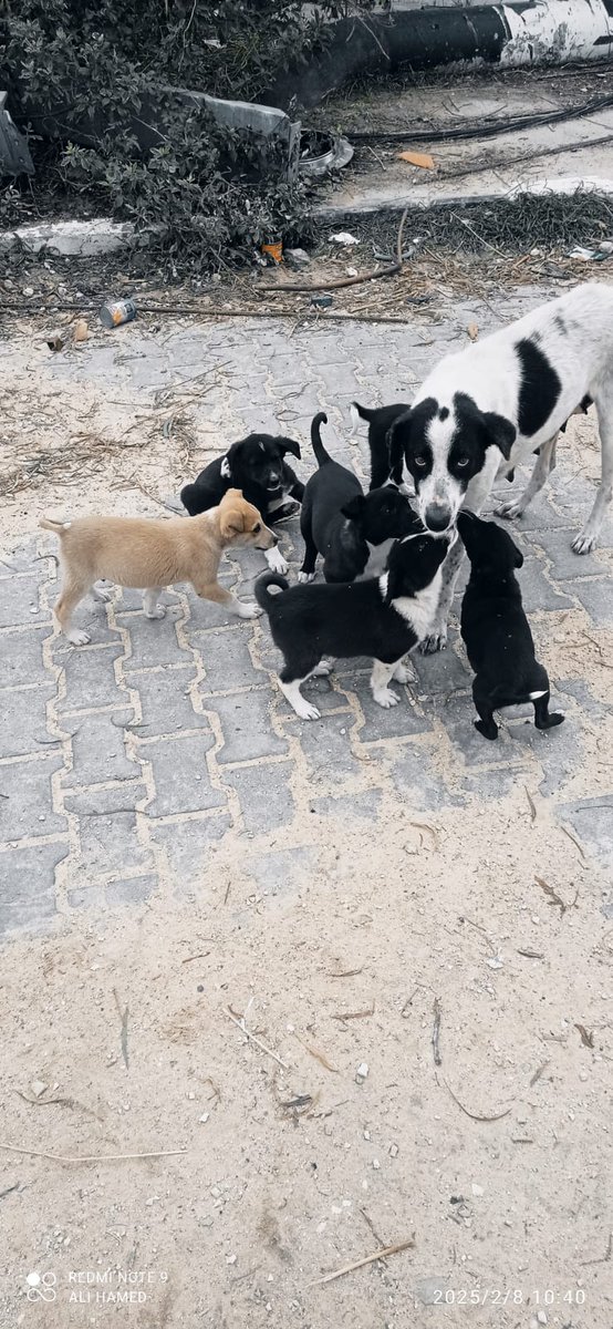 mmajajjd799's tweet image. PLEASE DON'T SKIP ME :((

My account has been restricted, 
So, my gfm doesn't appear to everyone! 
Please support my family gfm !!
by sharing and quoting and donating 💔🙏🏻🚨

Please, Leave a comment 🇵🇸 or 🍉
gofund.me/7a05dfa6