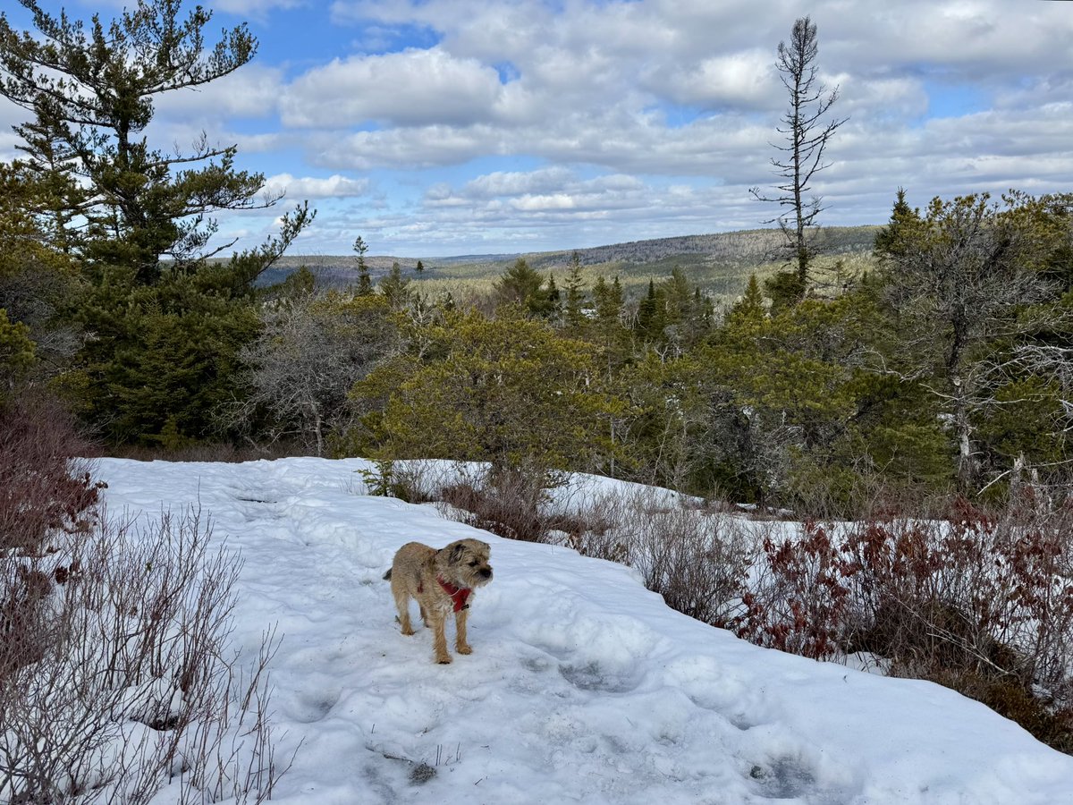 Hubble_BTerrier's tweet image. It was an icy trek on the Crowbar Trail this afternoon. I had 4-paw drive engaged for most of it. 😆🐾🐾🐾🐾 #NSTrails #BTPosse