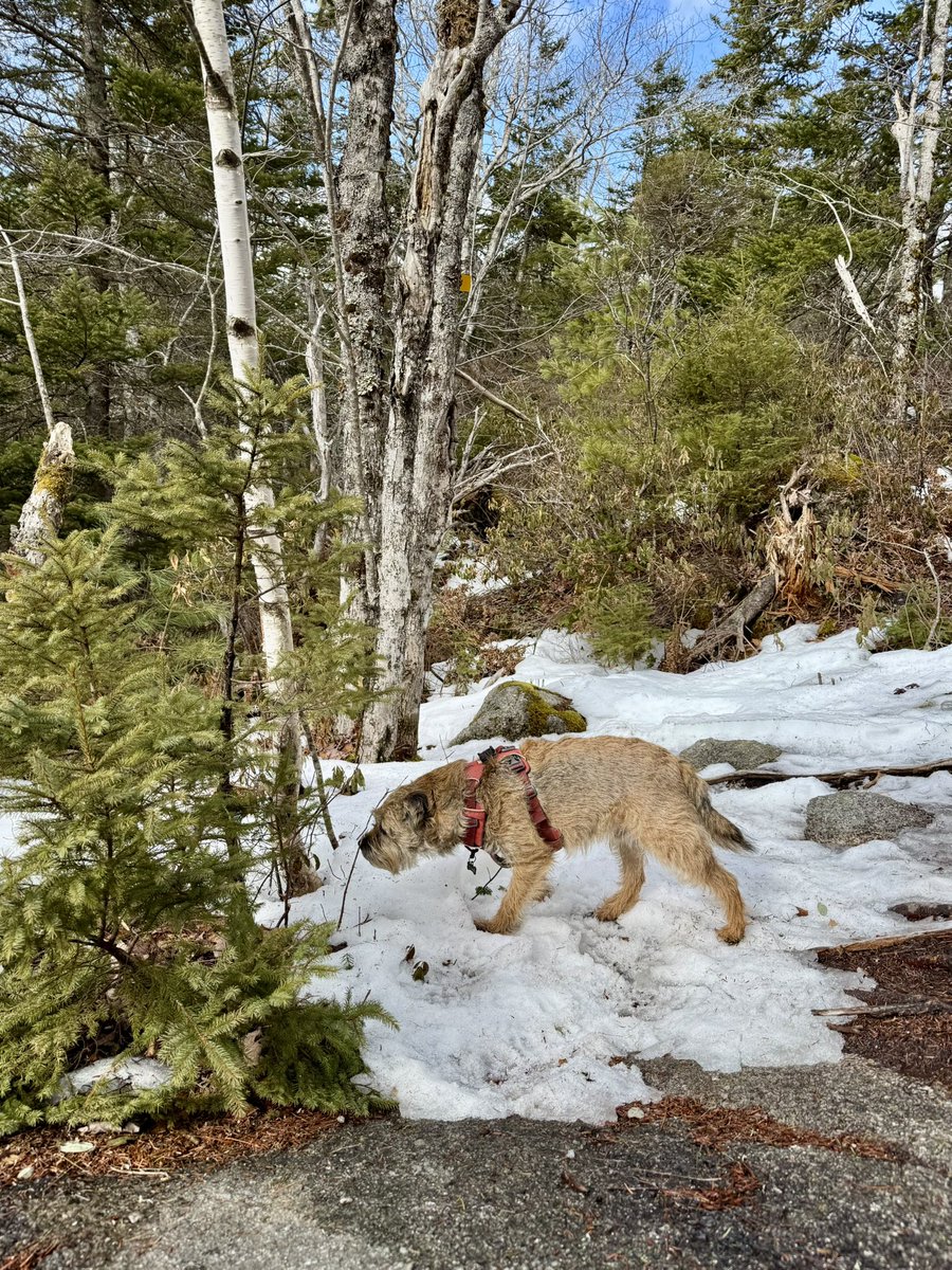 Hubble_BTerrier's tweet image. It was an icy trek on the Crowbar Trail this afternoon. I had 4-paw drive engaged for most of it. 😆🐾🐾🐾🐾 #NSTrails #BTPosse