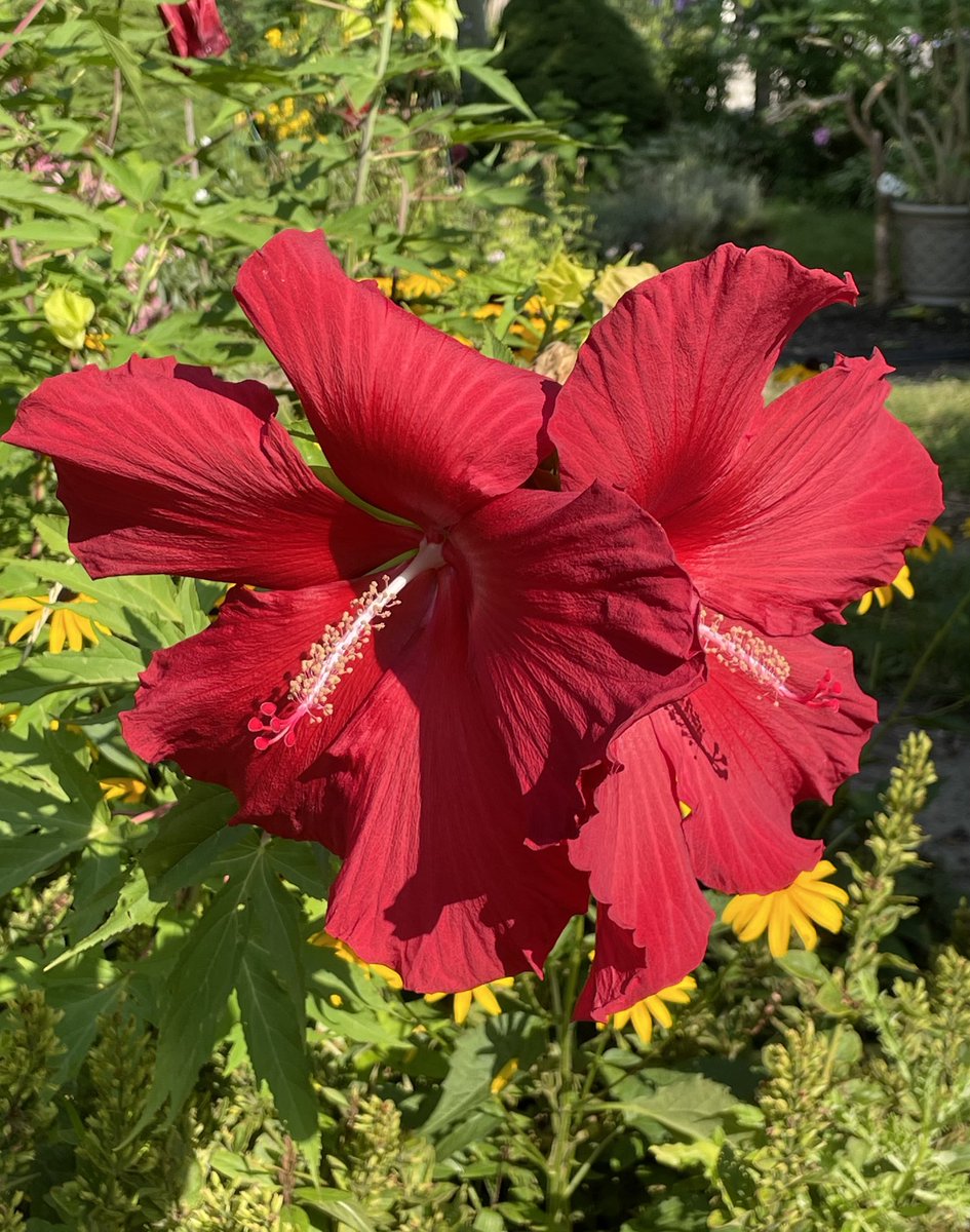 Some plants bloom only once a year.  With #hibiscus, a new flower replaces the old one the next day; a guarantee of fresh flowers all the time! 
Hibiscus flowers are highly attractive to #pollinators. 🌺

#BloomScrolling
#GardeningIsTherapy