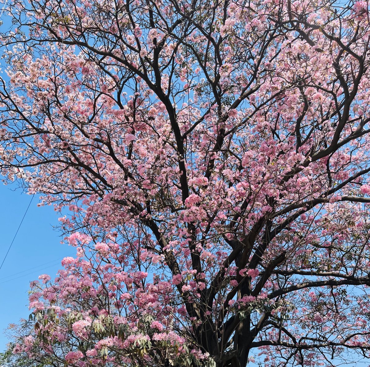 No gloom or doom.
Just Bangalore in full bloom.
