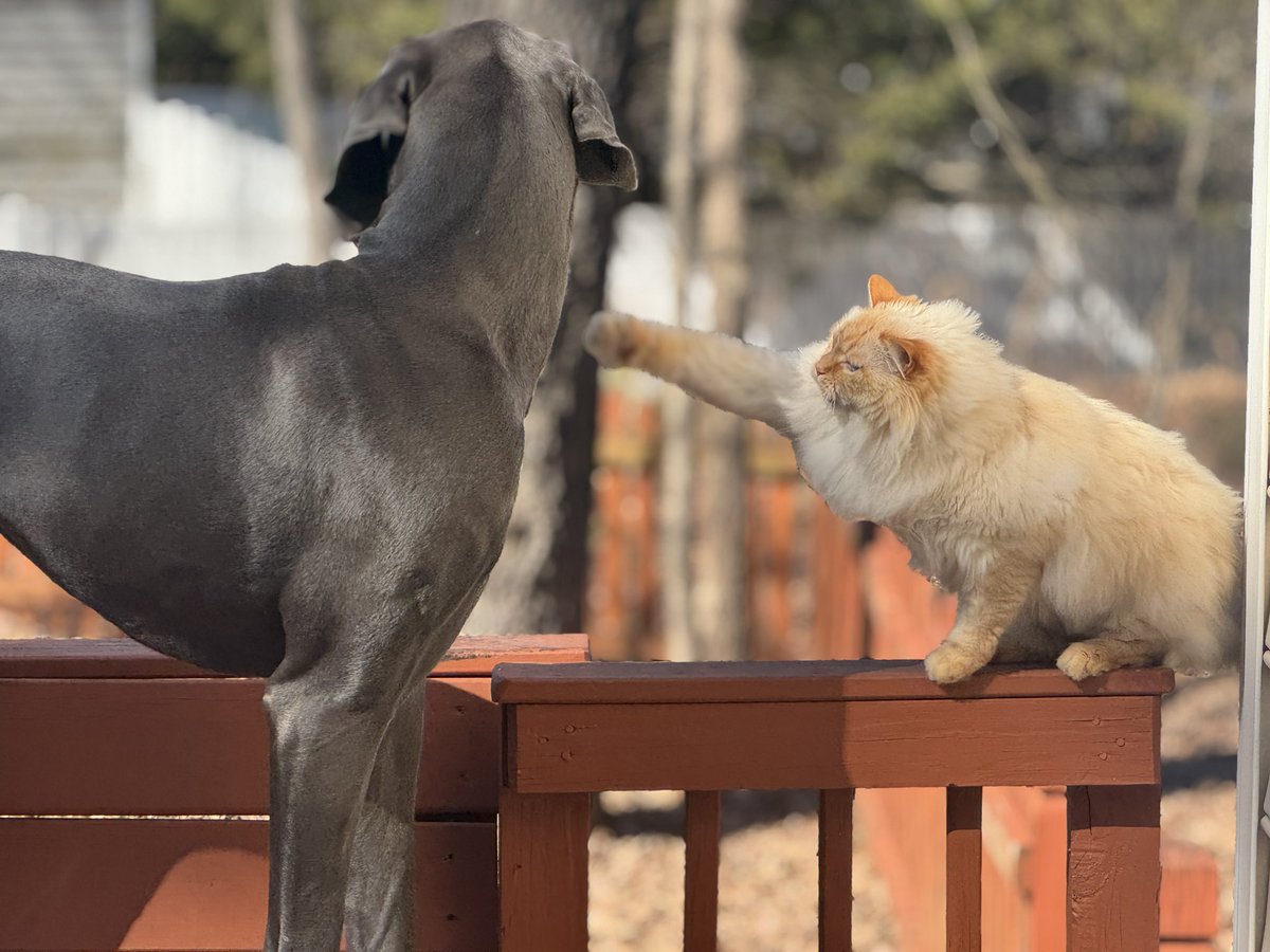 BillyLeFloof's tweet photo. Oslo laughed at Billy.

Billy went 

    POW!!! https://t.co/nmEjsqzJoo