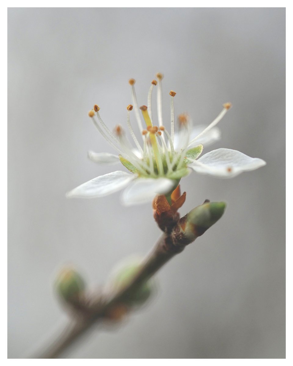 First Blackthorn blossom, bringing in Spring. #WildflowerHour