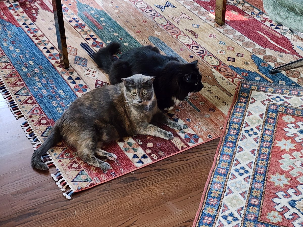 "You won't believe this!  The two-legs voted for a convicted felon to cut National Parks, cancer research, environmental protection &amp; air controllers so that his billionaire fixer E M could add to his (reputed) fortune of  $353 billion."