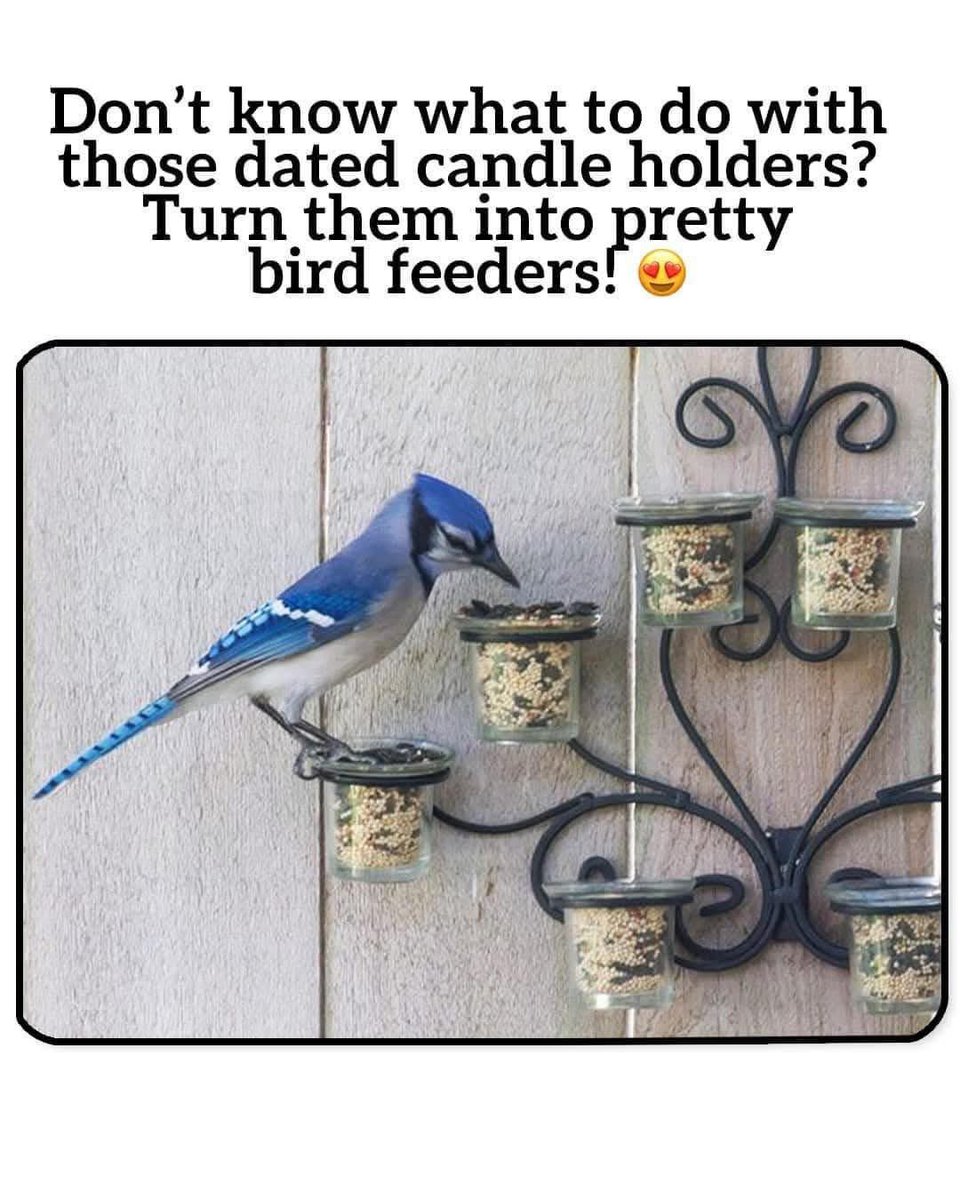 PawsCalico's tweet image. Cool idea ! 🐦