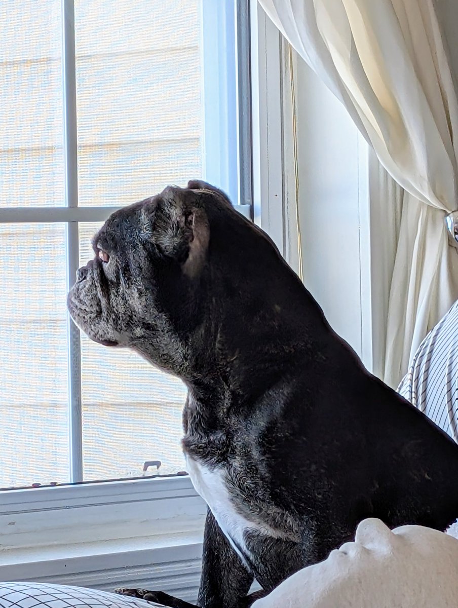 He takes his job of guarding the house seriously! Tell Benji he's a good boy!