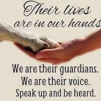 NALJR4DNmels's tweet photo. @WeAreNotFood #AnimalCruelty #SaveCatsInChina #StopChinaCatTorture #BoycottChina #TikTok #RedNote #AnimalAbuse #StopYulin #BoycottTelegram
π‘ππ¨π³π https://t.co/UCgyPnOWDN