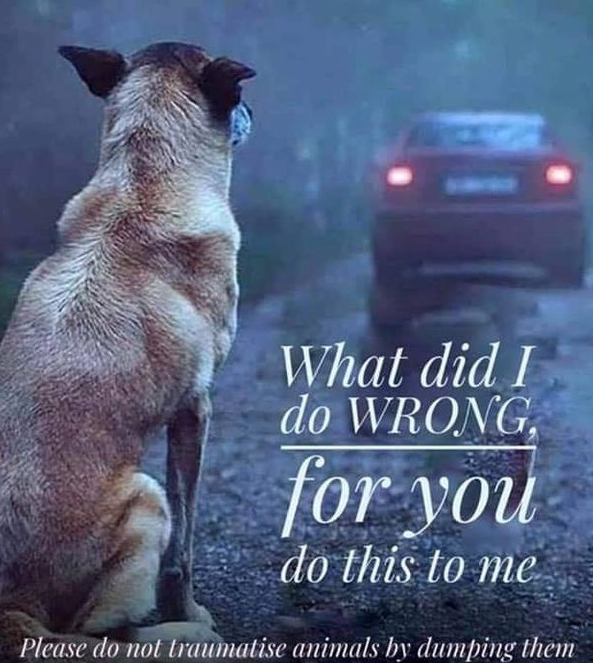 𝕏 Dogs tweet media