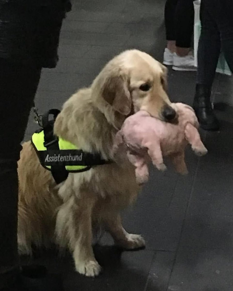 Service dog with a plushie