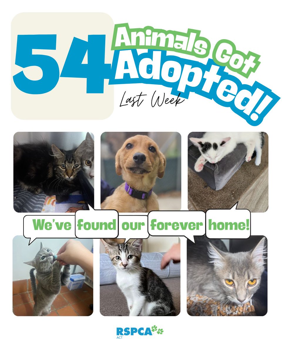 RSPCA ACT tweet media