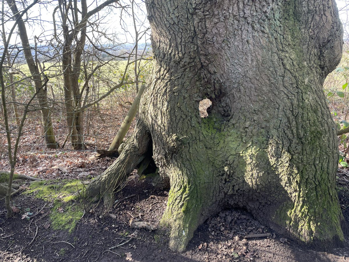 27 miles walked/run this week. I took this photo of an interfering tree base yesterday. New total 210 miles #NHS1000miles #nhs1000miles