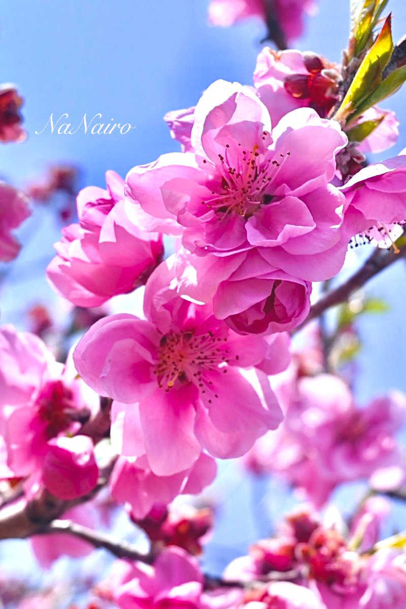 ハナモモ - Search / X