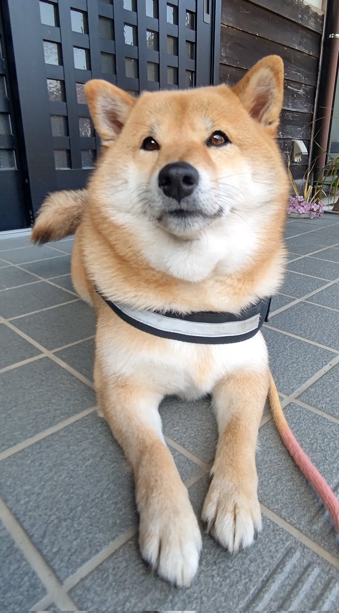 柴犬オルカのママ (@benibaraxxx) / Posts / X
