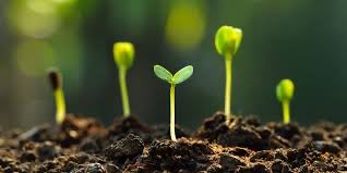 Learning about easy planting and gardening is so good to get us in touch with the seasons. Have a look at central libraries post below👇