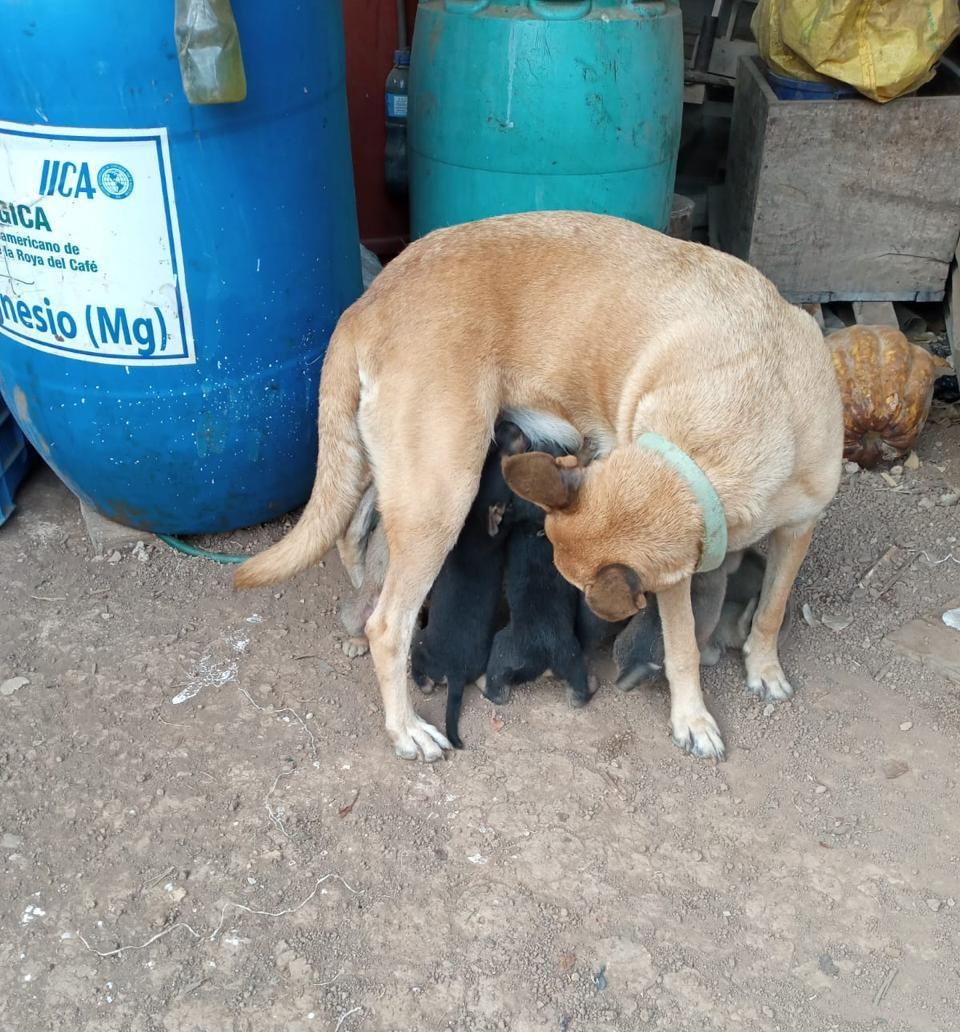 🚨SE BUSCA 🐕😪 URGENTE 🚨

"Muñeca" se perdió, ayer 01 de marzo en #CiudadBarrios. Anda ese collar y su familia la busca desesperadamente.

Por favor 🙏 si las has visto o sabes dónde está comunícate urgentemente al 📲 +503 7887 8539.

#CasaRolyAyudaCiudadana