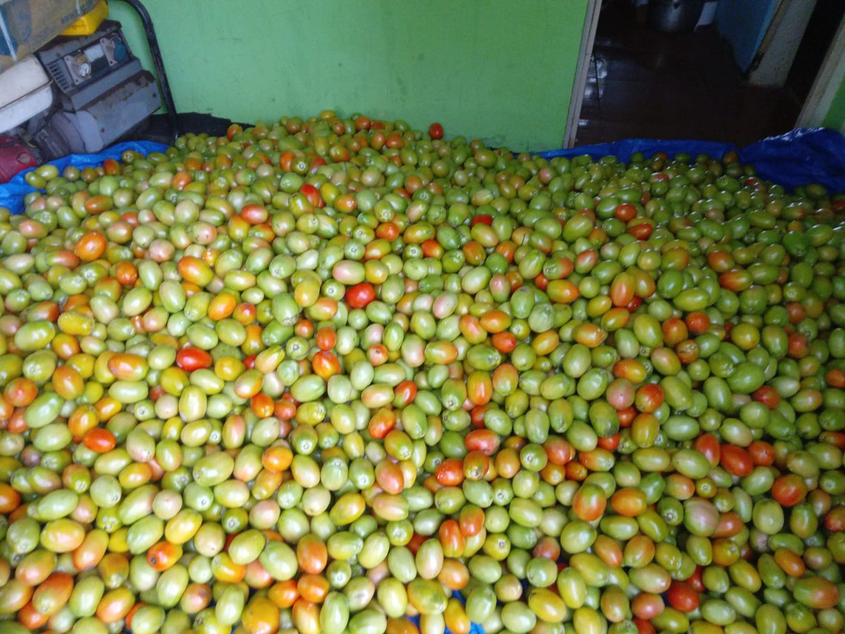 URGENT NOTICE. #TOMATO ALERT: Seeking a #market for a  St. Elizabeth farmer.. He's desperate to get them off his hands. Contact me if you need to make a link and take some off him, at a small price than that being sold for elsewhere.