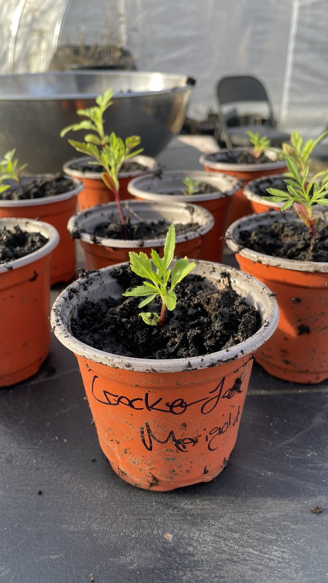 micopeia's tweet photo. Great Sunday spent in the greenhouse, getting herbs, veggies, plants, flowers and trees repotted and ready for the new MICOPEIA BOTANICA Tea House + Nursery opening this May 2025 in St Joseph, Michigan! These are a round of Crackerjack Marigolds moved into their new pots. https://t.co/49pTQb9FaC