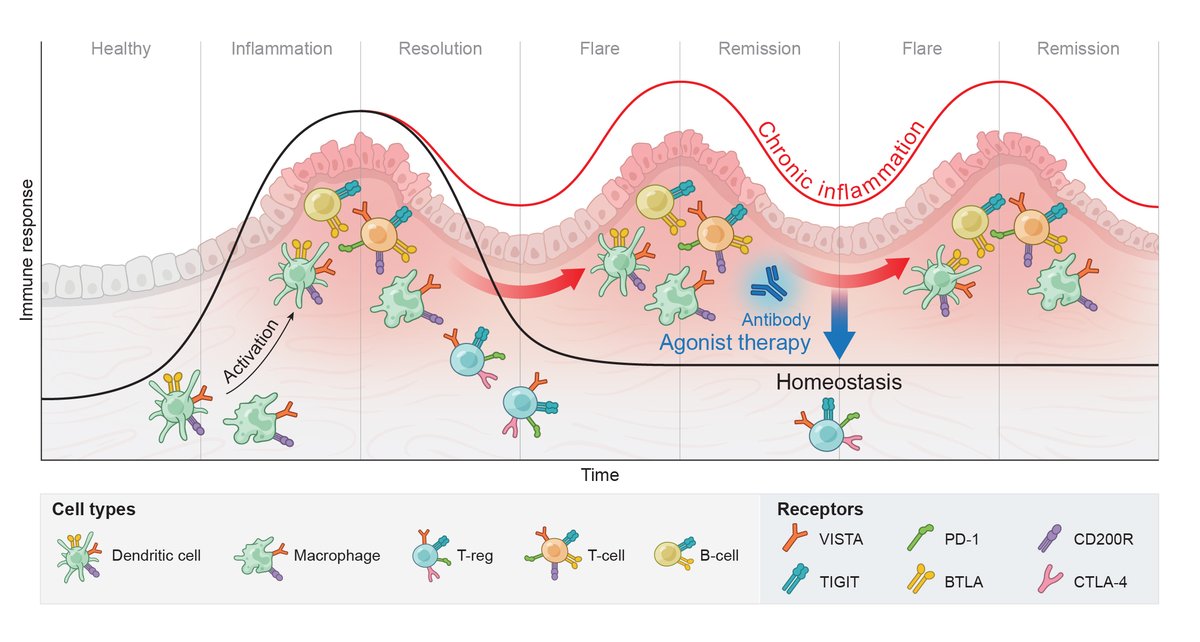 mdvesely's tweet photo. 🚀 A New Frontier in Medicine! 🚀

Our Perspective @theJIDJournal explores how immune checkpoint agonists can reduce inflammation & restore immune homeostasis in atopic dermatitis, cutaneous lupus, & psoriasis.

Targeting immune resolution could transform treatment for inflammatory skin diseases!

Proud to collaborate with @PaulLizzul, @PaulKlekotka, @NicoleJoller, @AdamRaff.  @AdvancingDerm 

🔗 Read more: https://t.co/5mUNAYFQEi

#Immunology #Dermatology #Inflammation #ImmuneCheckpoints #MedicalInnovation

Thanks to @TeamSciStories for help with figure