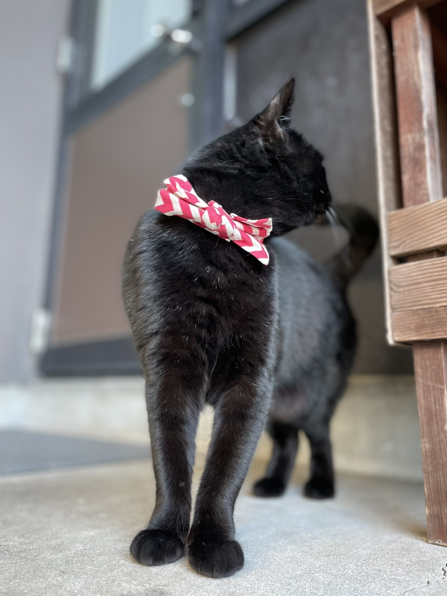 ねこぱんち 春風ポカポカ猫ジャンプ!号 (にゃんCOMI