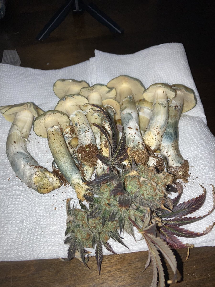 beegrowing420's tweet image. Not a bad harvest
