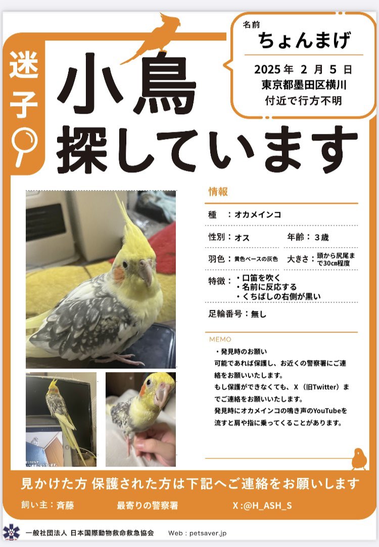chonmagesagasi's tweet photo. 拡散お願いします。
墨田区で迷子にしてしまったオカメインコのちょんまげです。まだ残念ながら見つかっていません。毎日探しています。
皆様の拡散が頼りです。どうかよろしくお願いします。#オカメインコ迷子　#オカメインコ保護　#墨田区台東区江東区 https://t.co/rOeGFE8ntZ