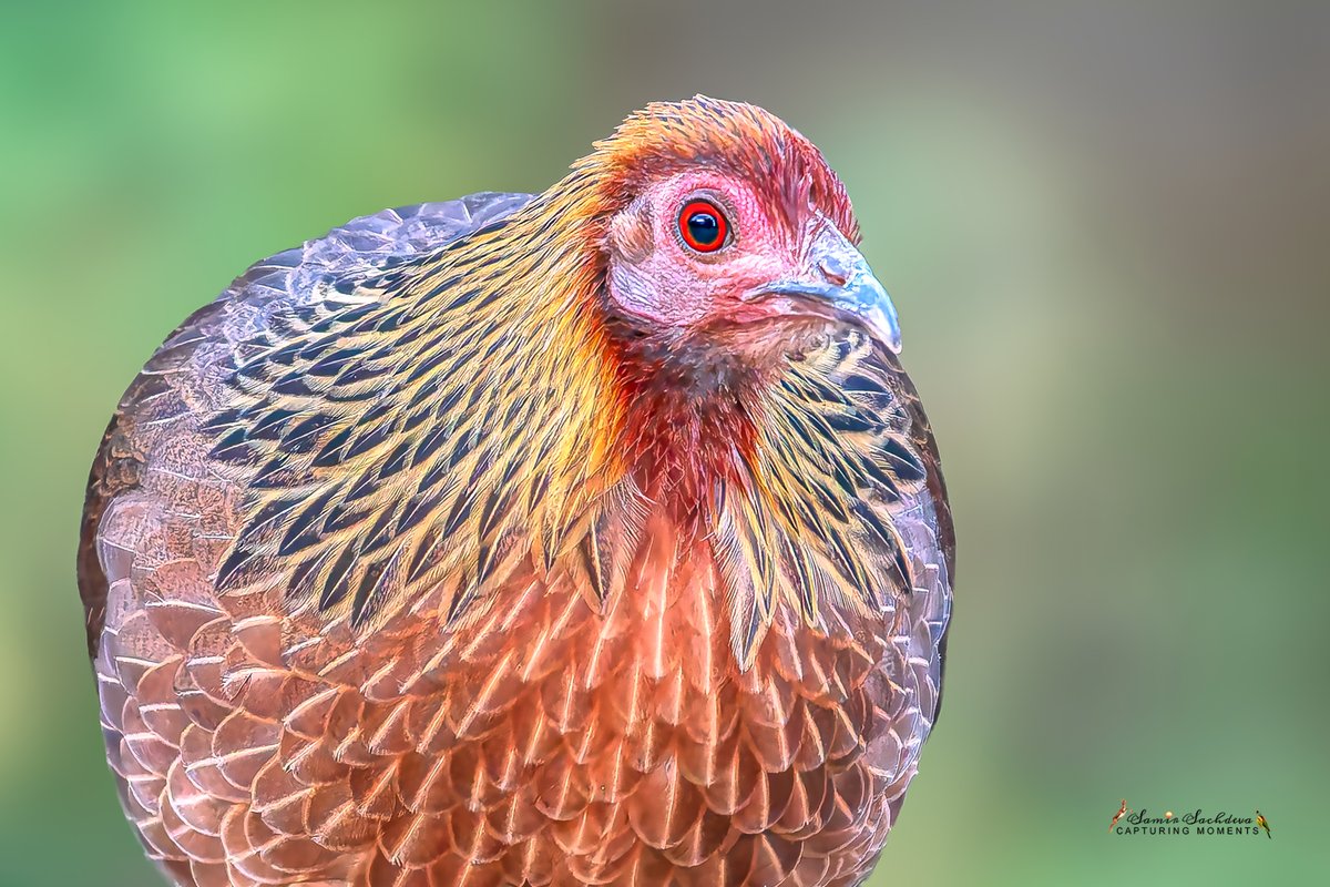 sampro3008's tweet photo. The Wild Matriarch

Elusive. Untamed. The #RedJunglefowl—ancestor of all chickens

#WildAndFree #BirdsOfIndia #UntamedBeauty #SattalDiaries #NaturePerfection #BirdPhotography #ForestPhantom #BirdTwitter #BirdsOfTwitter #BBCWildlifePOTD #IndiAves #ThePhotoHour #birdcpp https://t.co/tyHX9ho7gO