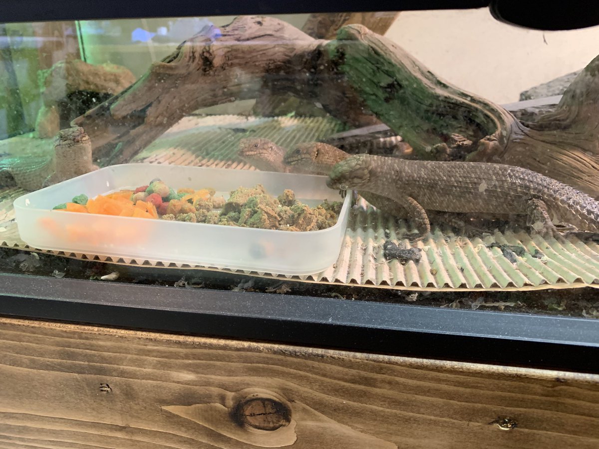 TaeReptiles's tweet photo. トカゲたちを起こし始めました。 https://t.co/TrnRJxlpO6