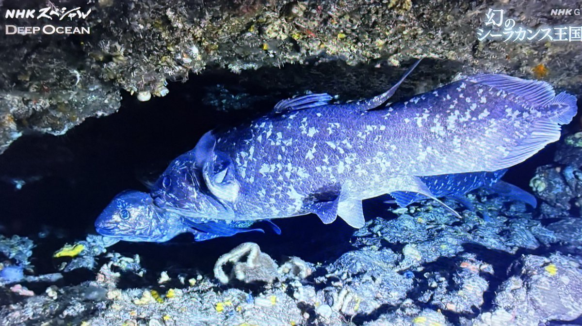 Coelacanthシーラカンス SWIM STANCE CHANGE 2枚 Coelacanth