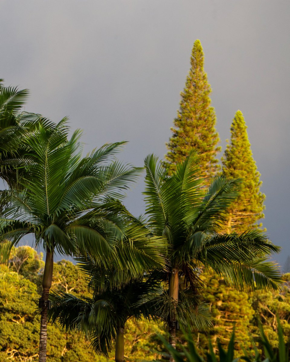 Immerse yourself in the lush landscapes of Sensei Lānaʻi, A Four Seasons Resort. Wander the tranquil gardens or embark on a guided silent walk, where focused attention and mindful breathing invite you to fully embrace the present moment. 
fourseasons.com/sensei/landing…

@robbaarongordon