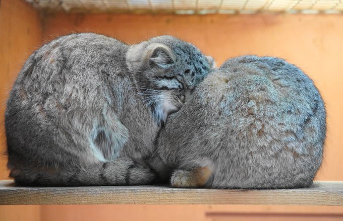DailyManul's tweet photo. https://t.co/kDfDjmjDgy