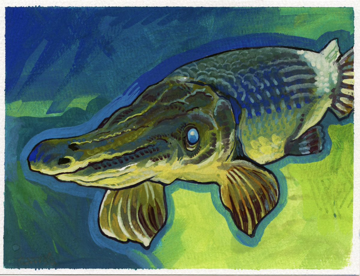 Trzustco's tweet image. DAY 27 ALLIGATOR GARRR