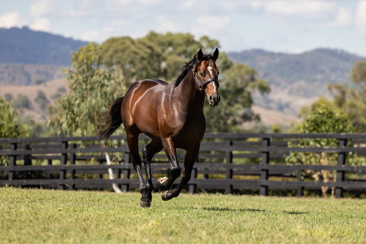 Newgate (@newgatefarm) on Twitter photo WILD for WILD RULERβοΈ at <a href="/inglis_sales/">Inglis</a> Premierπ₯
Lot 377 WILD RULER x Pearl Congenial colt finds a good home selling for $2β£2β£0β£,0β£0β£0β£π₯
Purchased by <a href="/GaiWaterhouse1/">Gai Waterhouse AO</a> /<a href="/bruceaslade/">Bruce Slade</a> πͺ
Congratulations to vendor <a href="/NORTHMORETbreds/">Northmore</a> & all involved on a great result!ππ WILD for WILD RULERβοΈ at <a href="/inglis_sales/">Inglis</a> Premierπ₯
Lot 377 WILD RULER x Pearl Congenial colt finds a good home selling for $2β£2β£0β£,0β£0β£0β£π₯
Purchased by <a href="/GaiWaterhouse1/">Gai Waterhouse AO</a> /<a href="/bruceaslade/">Bruce Slade</a> πͺ
Congratulations to vendor <a href="/NORTHMORETbreds/">Northmore</a> & all involved on a great result!ππ