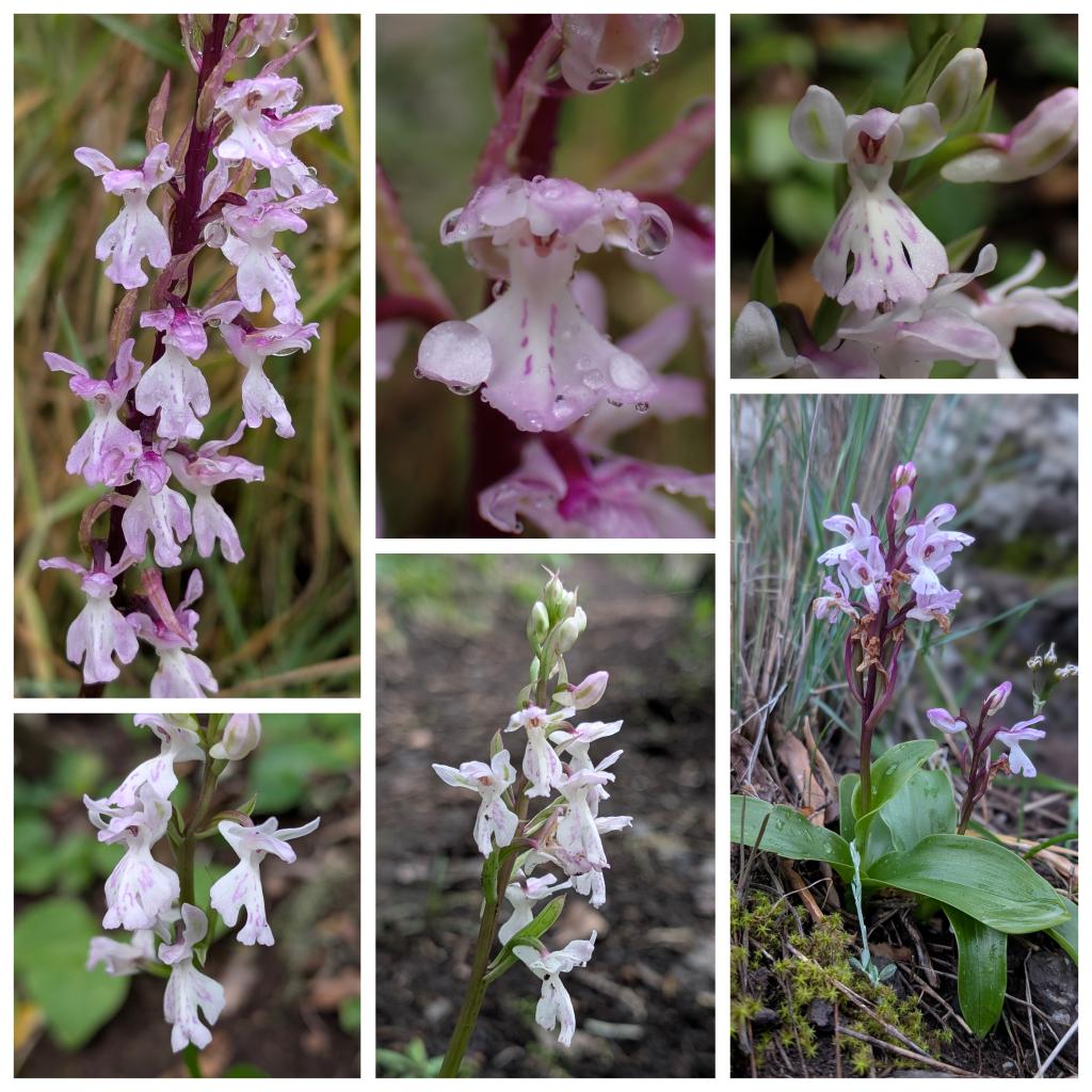 Orchis canariensis at various locations around Tenerife: Teno, Anaga and Aguamansa approx 700-900m. 2-3-2025 <a href="/ukorchids/">Wild Orchids UK & Ireland</a>