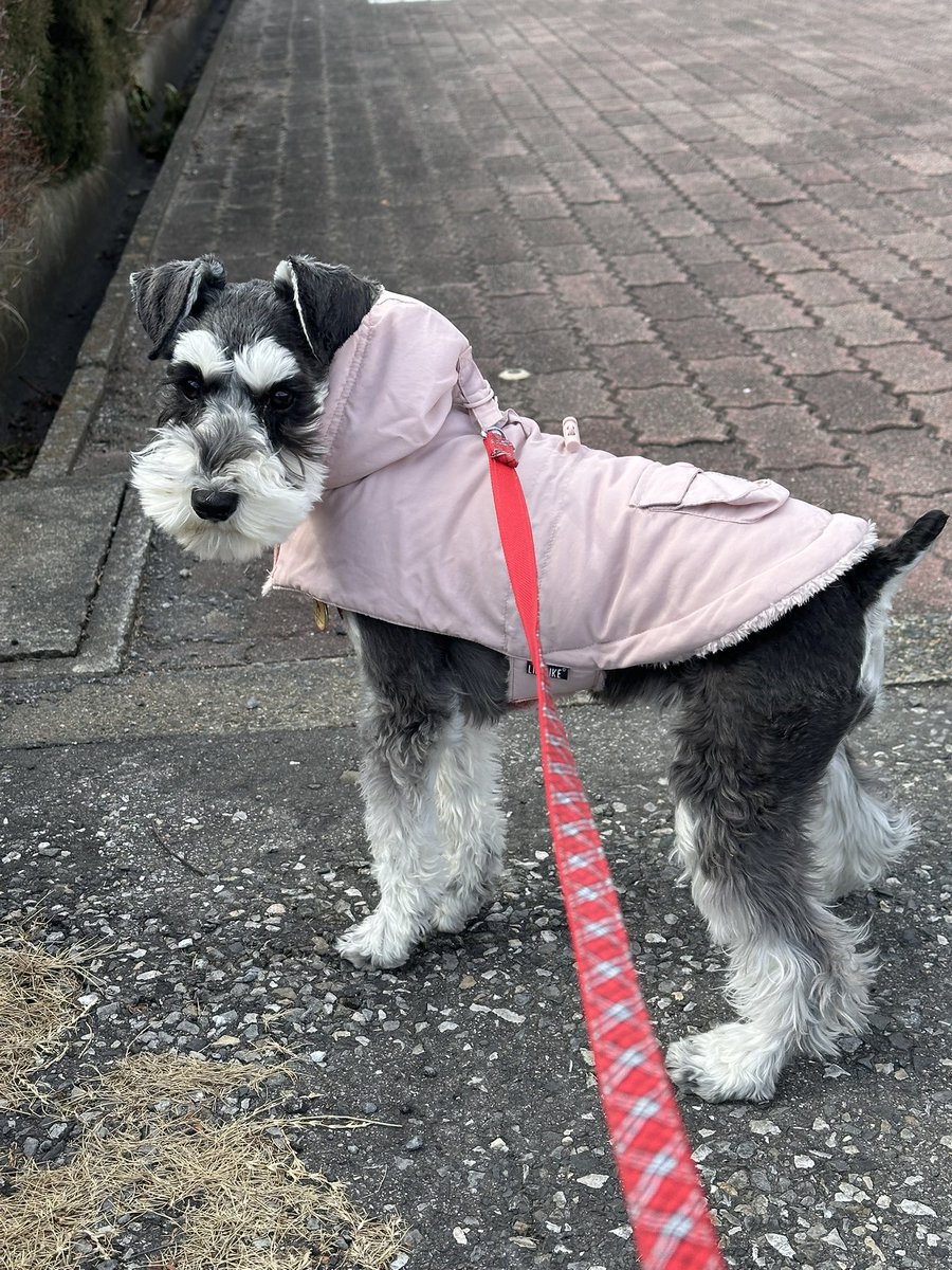 coconut_9972's tweet photo. リリィ  女の子です🐶🐾
1歳に なりました🎂🌸✨

#ミニチュアシュナウザー
#誕生日 https://t.co/KqZYJ57beA