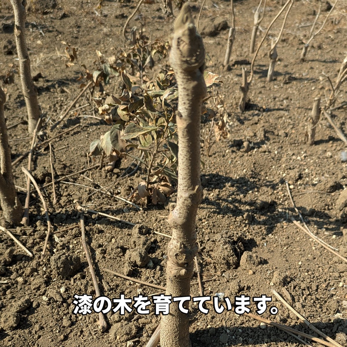 koubou2kai's tweet photo. 仕上げに漆を塗ることの多いお２階工房ですので、漆自体も自分で用意できないかと一昨年くらいから苗を育てています。
少数ですけれど。 https://t.co/Cp5cUofz0A