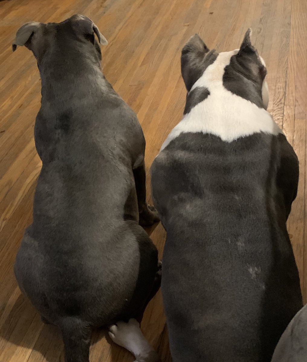 ReignPBK's tweet image. Our baby girl Kiki (AKA Kifaru) at 8 months old.🥰 First pic is Kiki with her momma Sky.❤️