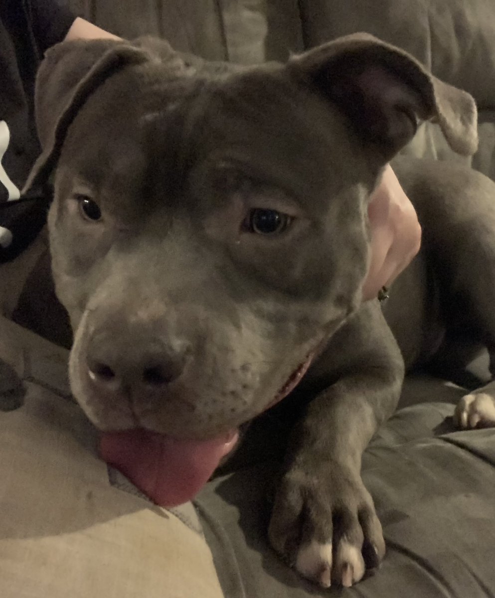 ReignPBK's tweet image. Our baby girl Kiki (AKA Kifaru) at 8 months old.🥰 First pic is Kiki with her momma Sky.❤️