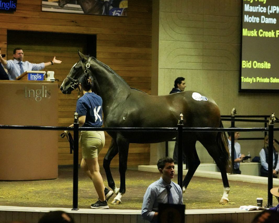 💎 $120k buys our beautiful Maurice filly out of Notre Dame (Lot 359) at the <a href="/inglis_sales/">Inglis</a> Premier Yearling Sale. 

From the family of multiple G1 winner Divine Madonna, she’s got a bright future. Congrats and all the best to Thoroughbred Solutions!