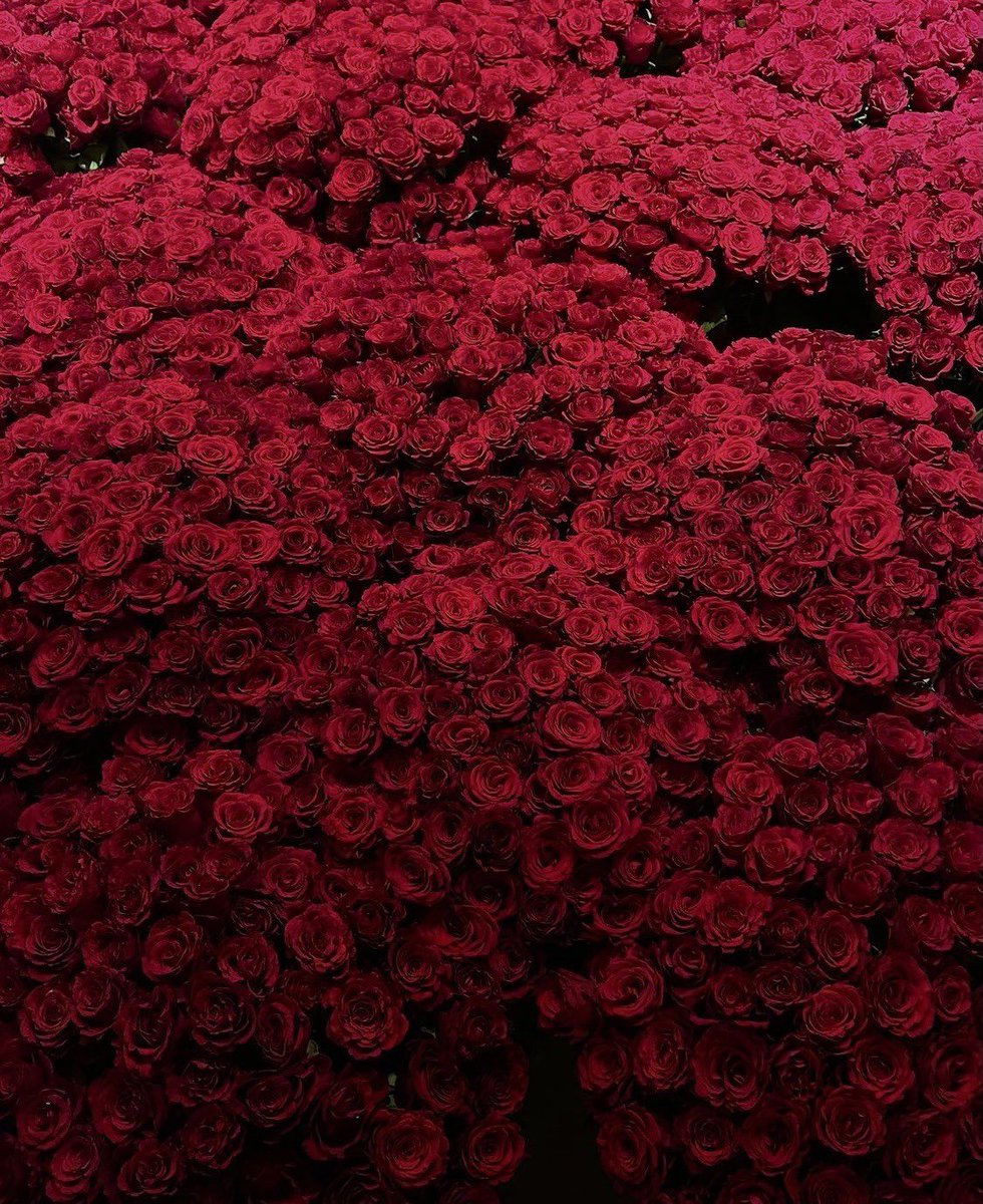 MuujAl's tweet image. ”مُعجب الورد قاطفها ، 
اما المُحب فهو ساقيها“.
—نزار قباني