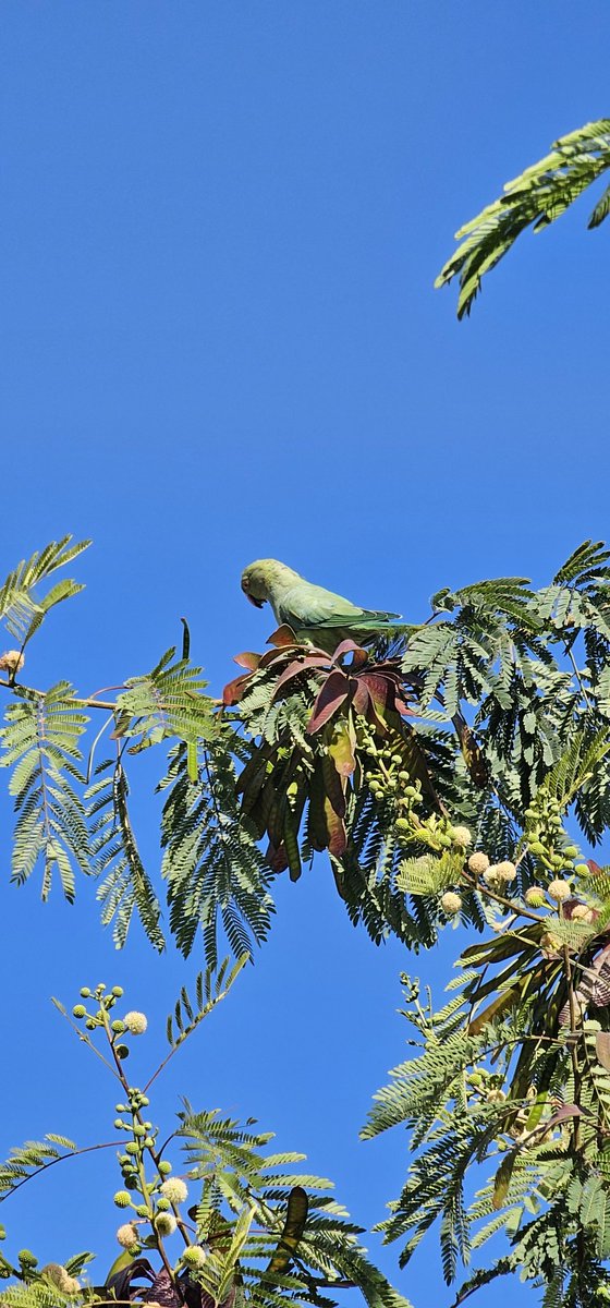 أعمل تحت شجرة في فنائنا هذا الصباح، وزارني ببغاء فضولي، تحقق من مسير العمل، وألقى علي بعض الأرواق ثم طار.