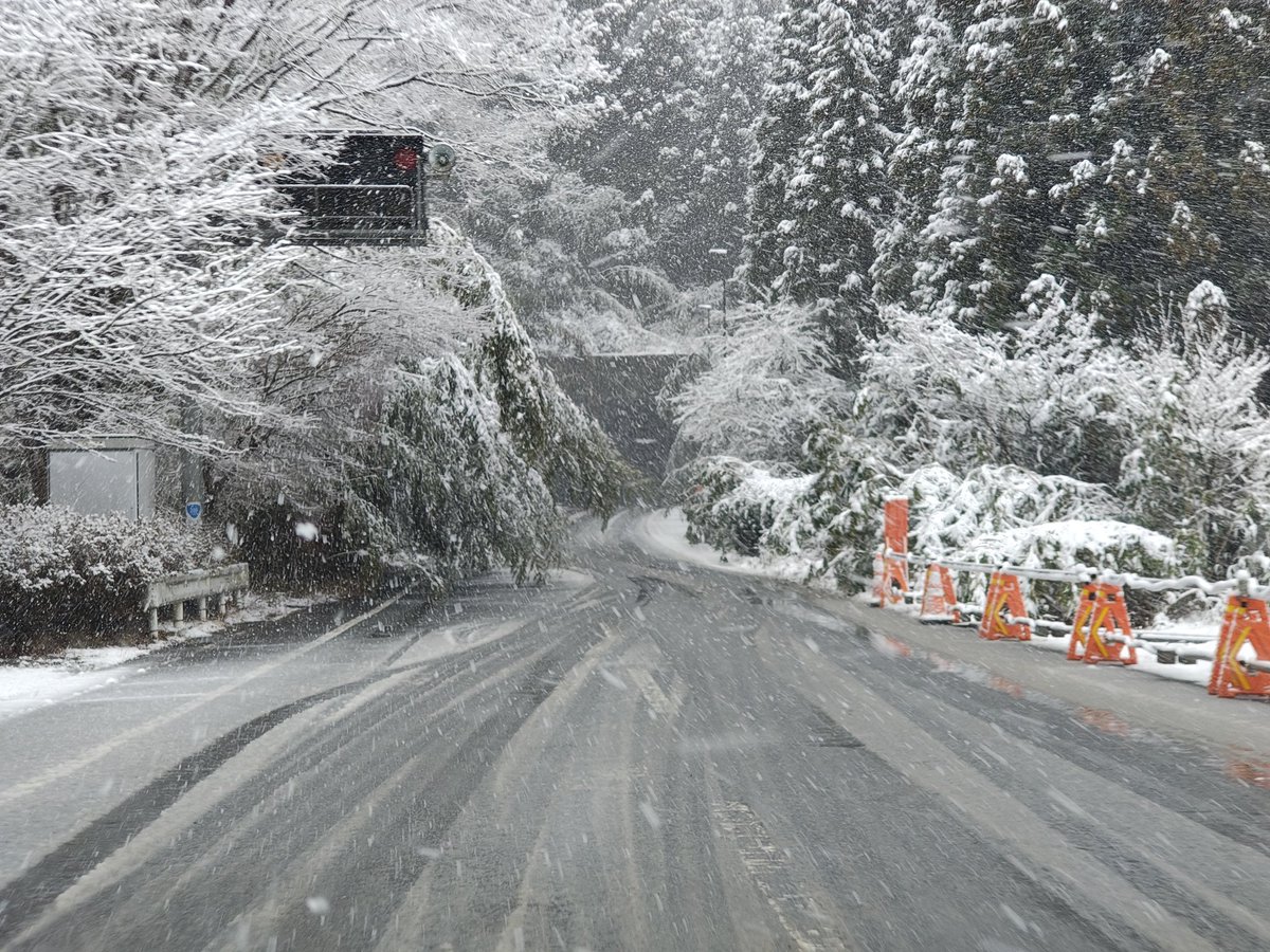 iiden_line_'s tweet photo. 国道289号 主にいわき市田人地区周辺で倒竹のため道幅が狭くなってます
通行する方はご注意を
#R289 #空ネット https://t.co/I1FDHtJcEd