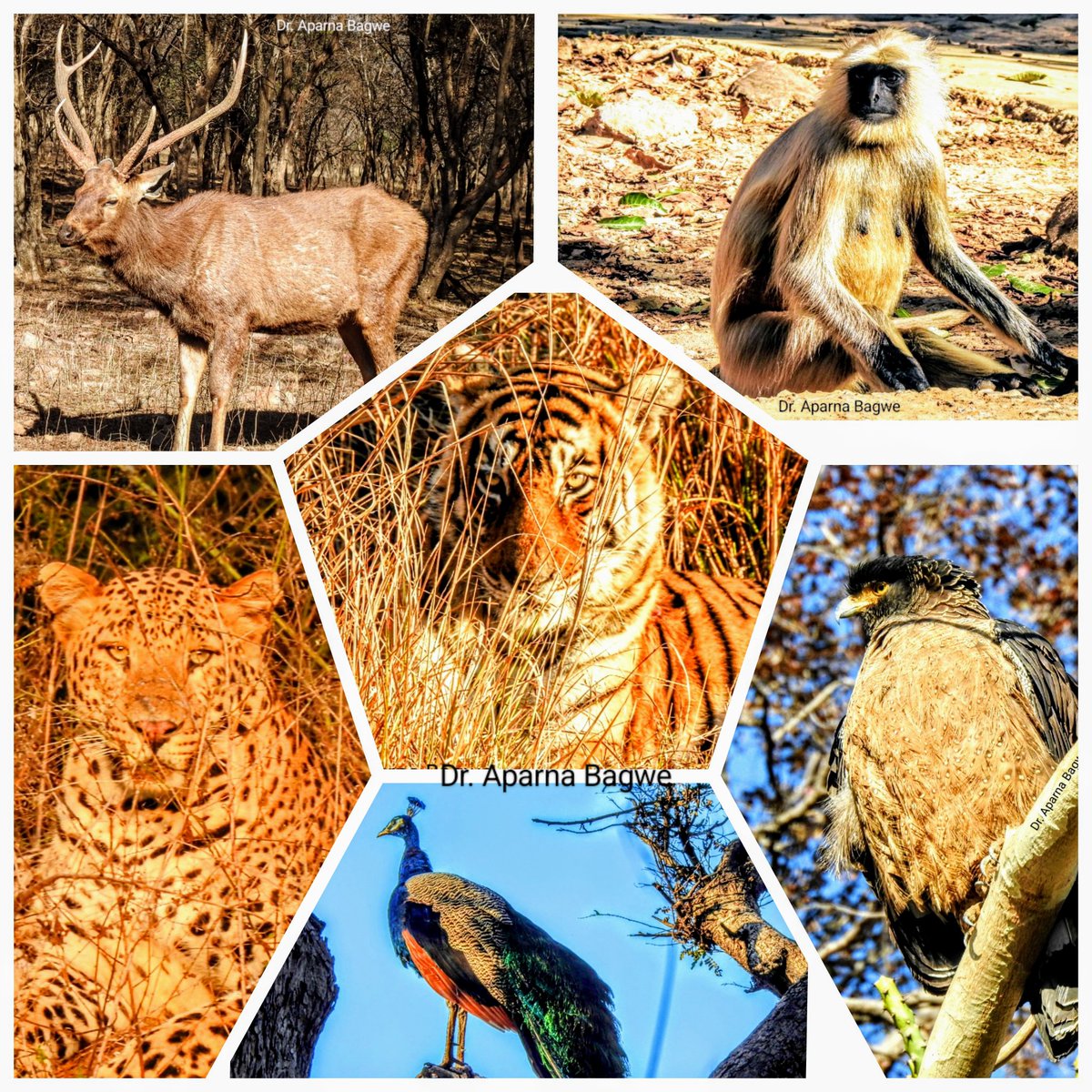 World Wildlife Day: 3rd March