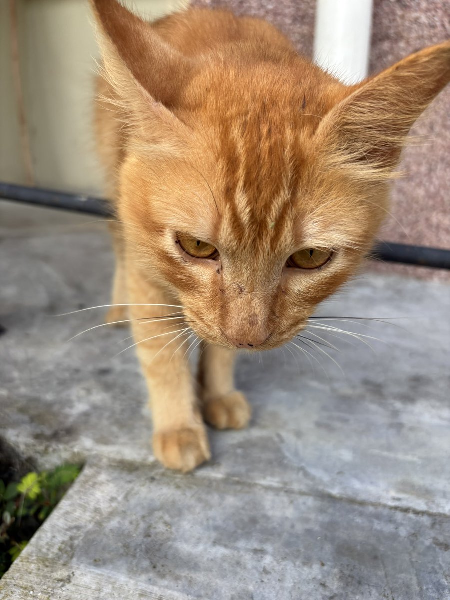 xiaomei___19's tweet photo. 管理にゃんさん、管理わんさんもいたよ。
#朝散歩
#bukitgasing
#ねこかわいいね
#いぬかわいいね https://t.co/nW0rnGCvca