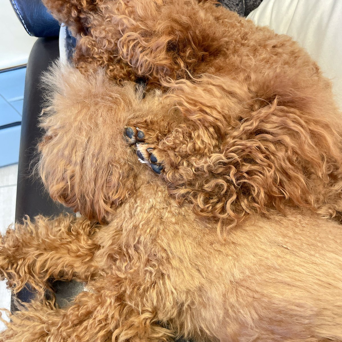 hanawanta's tweet image. It’s a rainy day.
My little girl is putting her paw on her brother without holding back at home🐶🐶💤
#twingish #grammarhelp