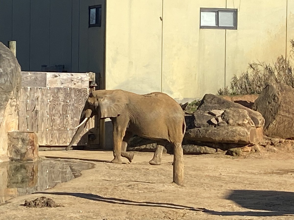 Zoo Weekend 2025! Zoo Weekend 2025! The spring fundraiser at the Montgomery Zoo and Mann Wildlife Learning Museum! Even the Hamburgler was there! 😂