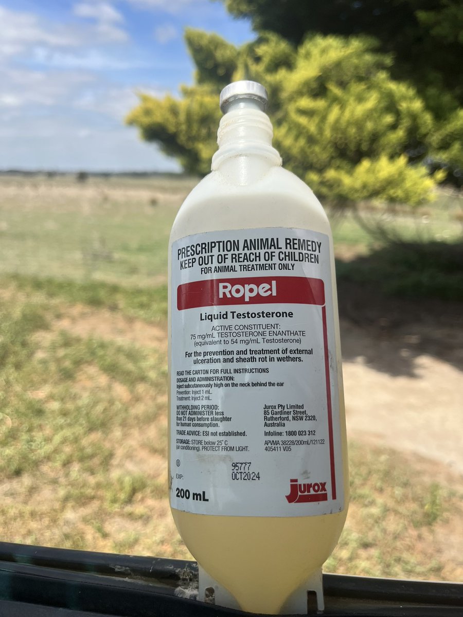 Teasers what are people using? I have been using testosterone wethers, and I want to switch to vasectomy Rams? What is the cost of getting the vasectomy done? Or is there someone selling them done? Any idea, suggestions tags or retweets are appreciated