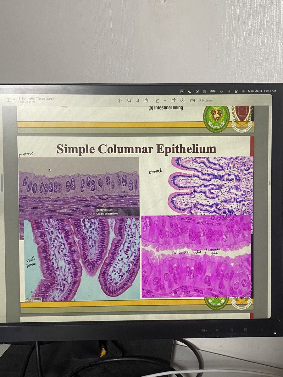 studtarchive's tweet image. any tips how to distinguish and differentiate diff tissues 🥲