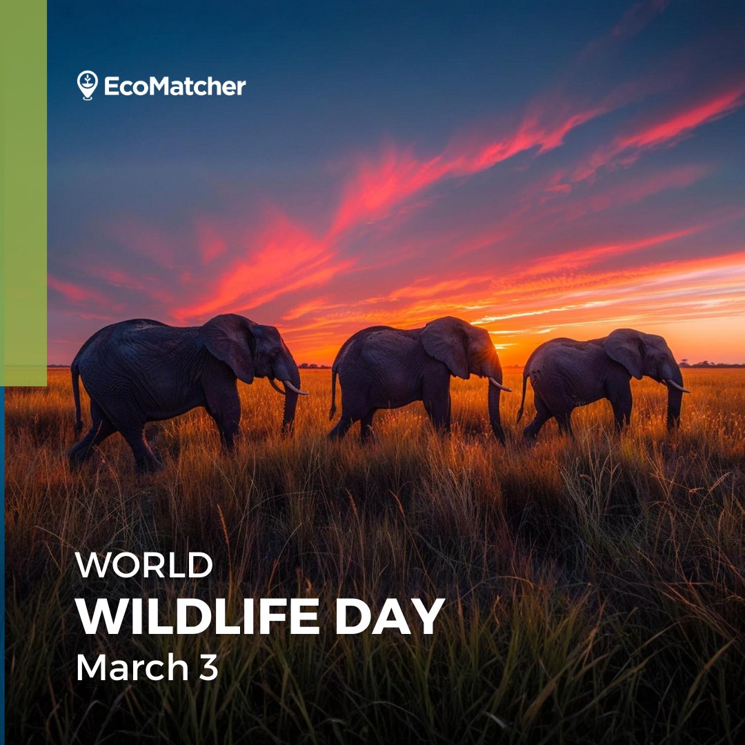EcoMatcher's tweet photo. Celebrating World Wildlife Day with EcoMatcher!
Today, on World Wildlife Day, we celebrate the beauty and diversity of nature while reflecting on our responsibility to protect it.
#WorldWildlifeDay #Sustainability #Reforestation #EcoMatcher #ClimateAction #Biodiversity https://t.co/s9PogcdhLI